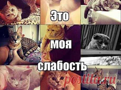 моя слабость