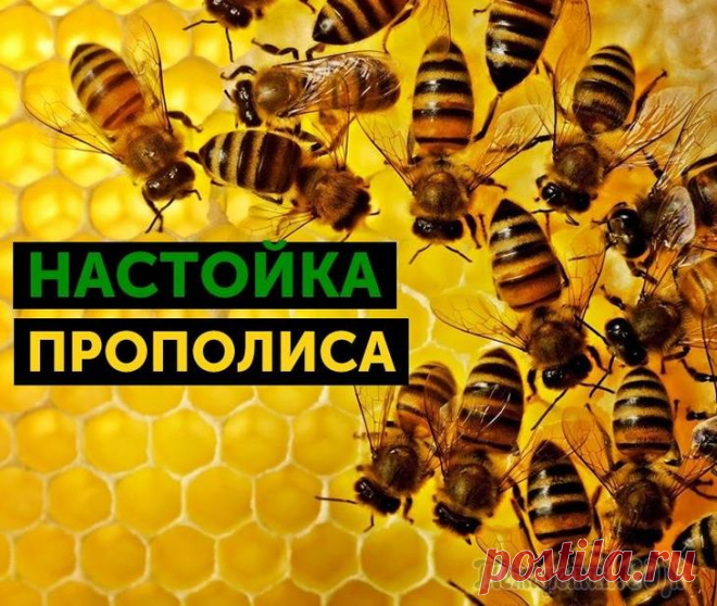 Cпиртовая настойка прополиса Пожалуй, невозможно найти человека, который бы не слышал о прополисе. 
Не все, однако, знают, почему именно спиртовая настойка прополиса, лечебные свойства и противопоказания которой мы постараемся ох...