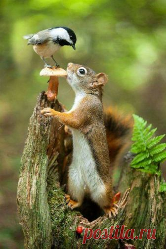 (4) Gorgeous Nature - Фото
