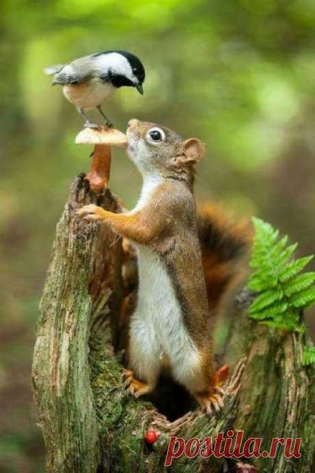 (4) Gorgeous Nature - Фото