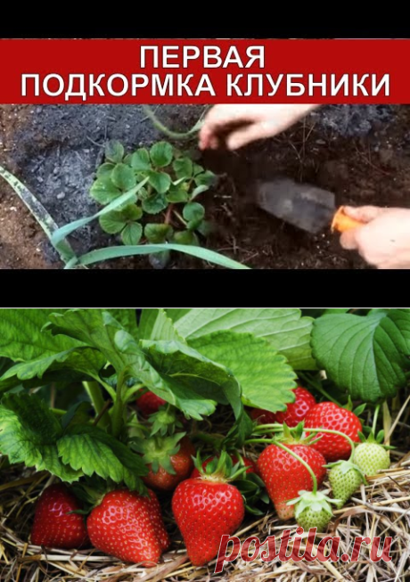 Чем подкормить клубнику ранней весной до цветения для лучшего урожая, удобрение земляники минеральными и народными средствами