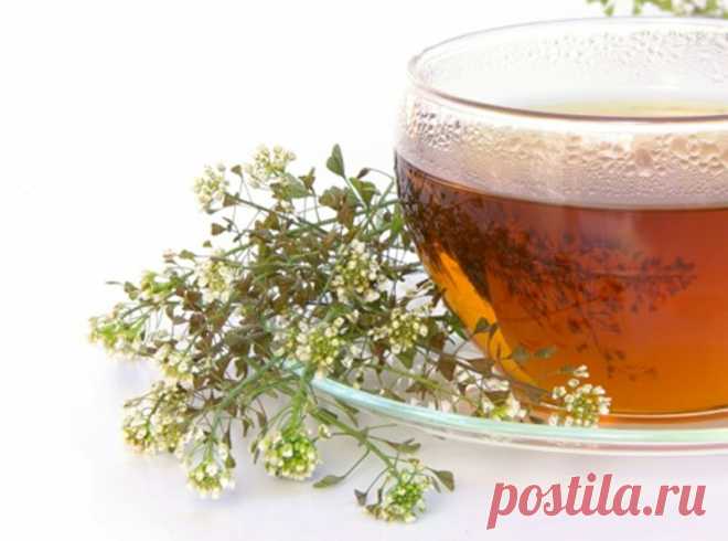 Шум в голове ушёл, давление пришло в норму, мочевой пузырь и почки вылечила без таблеток | Максим Герасименко | Яндекс Дзен