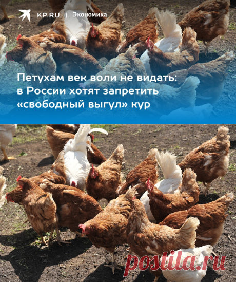 18-4-24--Петухам век воли не видать: в России хотят запретить «свободный выгул» кур - KP.RU