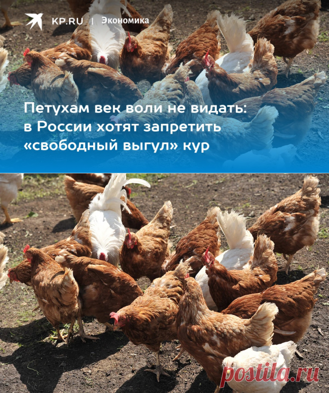 18-4-24--Петухам век воли не видать: в России хотят запретить «свободный выгул» кур - KP.RU