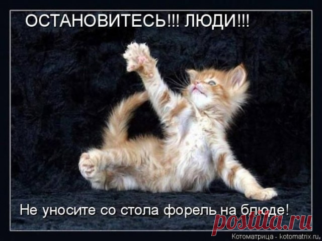 Смешные картинки с животными
