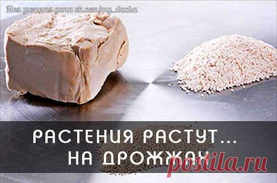 ➡ Моя Усадьба Сад, ландшафт и дача. Подпишись