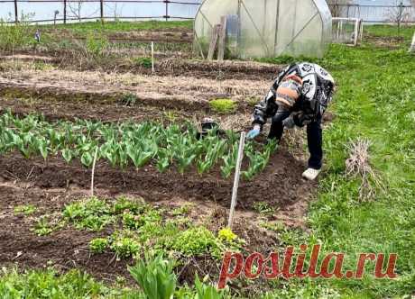 "Маябрь" в разгаре: Когда холода закончатся? Синоптики назвали даты. Разгадка в трех деревьях | Зоркий | Дзен