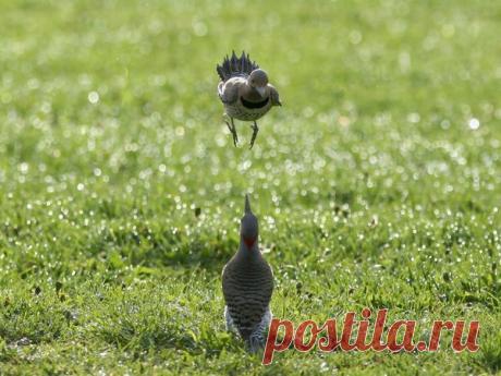 Near Passerine Pictures - National Geographic