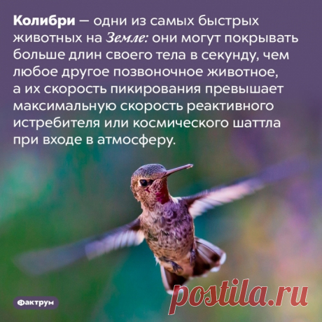 Интересные факты о животных