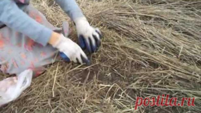 МУЛЬЧИРОВАНИЕ ЛУК