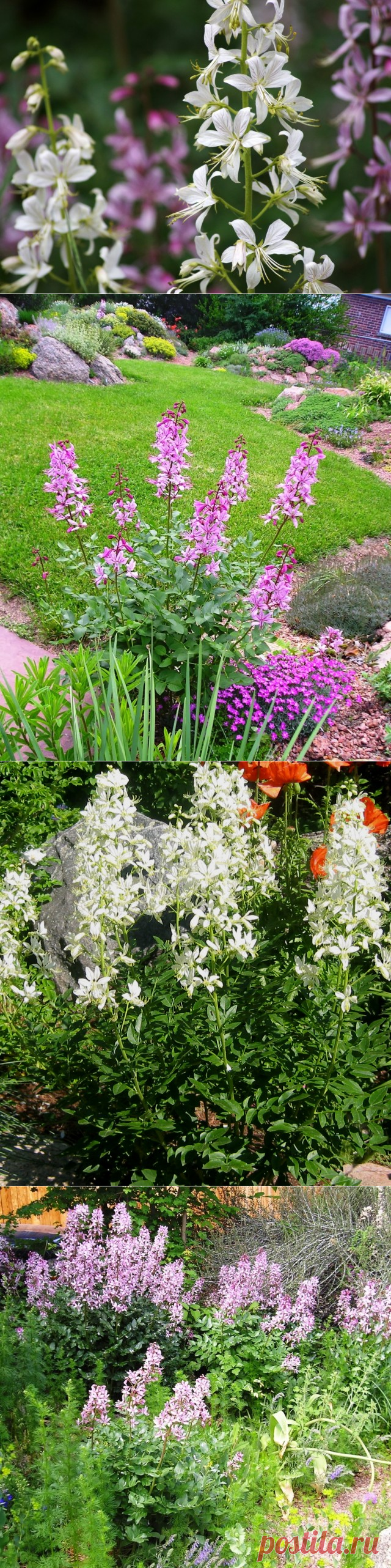 Опасный, но прекрасный Диктамнус, или Ясенец