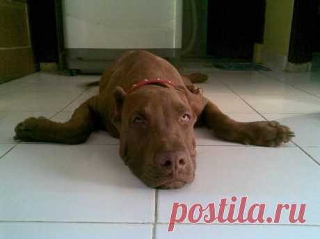 American Staffordshire pit bull terrier photo