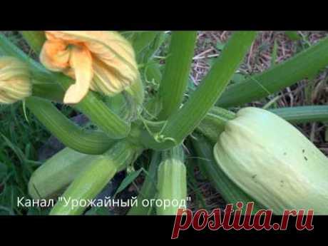 КАК ПОЛУЧИТЬ ОЧЕНЬ МНОГО КАБАЧКОВ С ОДНОГО КУСТА!