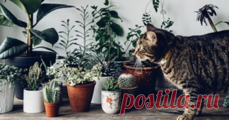 Домашние растения, которым не место в детской