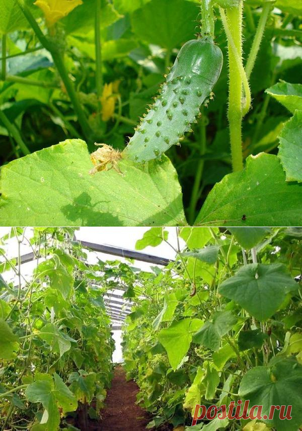 Выращивание огурцов: посадка, уход, подкормка, сорта.