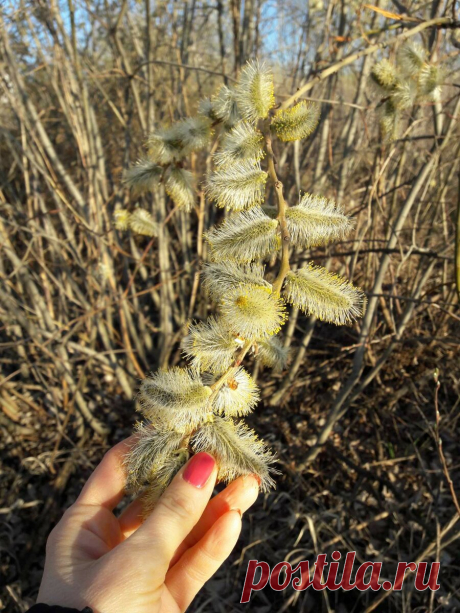 Чем полезна кора ивы (вербы). Моя весенняя заготовка лекарственного растения
  На дворе апрель, а на нашем лугу пышное цветение. Так рано в этом году начался у нас в Оренбурге сезон сбора лекарственного сырья. С ивой я знакомлюсь впервые. Только в этом году обратила внимание на необычные листья, которые на близком расстоянии оказались вот такими пушистыми «лапками». Значит, пора браться за дело, снова открывать свои […]
Читай дальше на сайте. Жми подробнее ➡