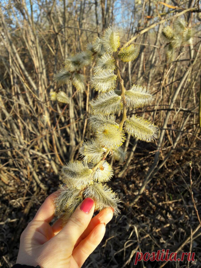Чем полезна кора ивы (вербы). Моя весенняя заготовка лекарственного растения
  На дворе апрель, а на нашем лугу пышное цветение. Так рано в этом году начался у нас в Оренбурге сезон сбора лекарственного сырья. С ивой я знакомлюсь впервые. Только в этом году обратила внимание на необычные листья, которые на близком расстоянии оказались вот такими пушистыми «лапками». Значит, пора браться за дело, снова открывать свои […]
Читай дальше на сайте. Жми подробнее ➡