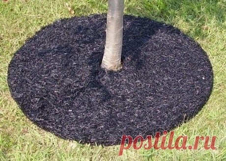 КАК ПРАВИЛЬНО СОДЕРЖАТЬ ПОЧВУ ПОД ПЛОДОВЫМИ ДЕРЕВЬЯМИ