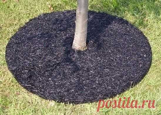 КАК ПРАВИЛЬНО СОДЕРЖАТЬ ПОЧВУ ПОД ПЛОДОВЫМИ ДЕРЕВЬЯМИ