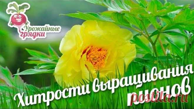Хитрости выращивания пионов Здравствуйте уважаемые садоводы! 
Мы содержим садовое хозяйство не только для того, чтобы получать хороший урожай, но и для души. Каждый выращивает цветочки и декоративные кустарники.
Один из распространённых цветов наших садов – это пион. Есть несколько хитростей выращивания пиона. 
Есть несколько приемов, для того, чтобы получит большие и пышные цветки пиона: во-первых, весной его надо хорошо поливать,  во-вторых, пион нужно пасынковать – сохр...