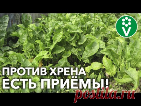 ХРЕН НА УЧАСТКЕ СТАЛ ПРОБЛЕМОЙ? Вот как избавиться от растения-агрессора