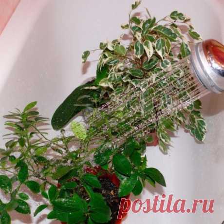 Горячий душ для комнатных растений
