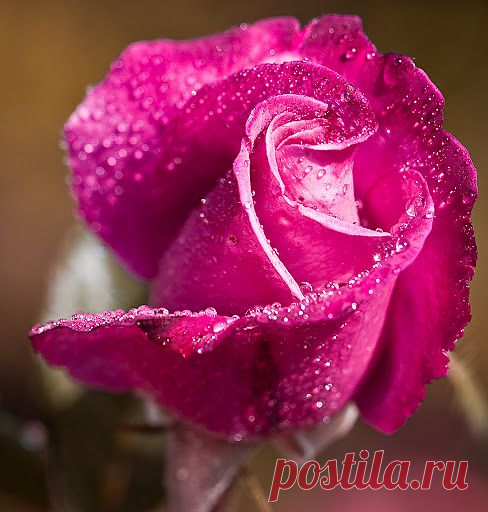розы!!! какая красота!!!!!