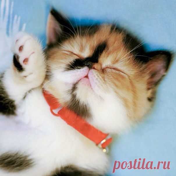50 очаровательных спящих котят