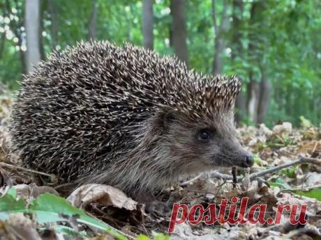 Интересные факты о ежах.