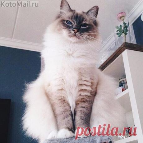 Чем я не королева красоты?!
