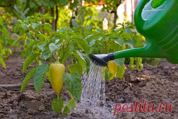 Какие народные подкормки эффективны для роста перца