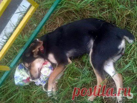 Хабаровчанка выкинула собаку своего сына с шестого этажа | Все о наших питомцах