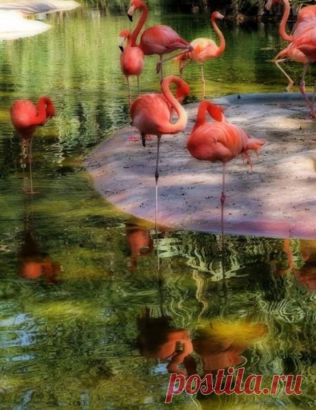 25 ярких фотографии птиц со всего мира, глядя на которые остаётся только восхищаться талантами матери-природы