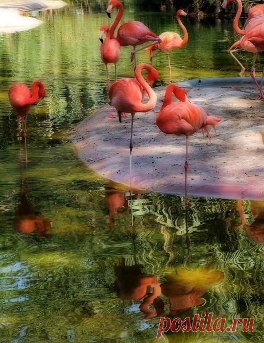 25 ярких фотографии птиц со всего мира, глядя на которые остаётся только восхищаться талантами матери-природы