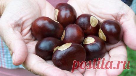 ИЗБАВЬСЯ ОТ БОЛИ В СУСТАВАХ В ДВА СЧЕТА: ЧУДОДЕЙСТВЕННАЯ НАСТОЙКА ОТ СЕРЬЕЗНОЙ ПРОБЛЕМЫ. Каштаны растут на каждом шагу, а их целебные плоды не собирают только лентяи. Ведь это не только прекрасный материал для детских поделок, а еще и бесценное лекарство для взрослых. Народная медицина на…