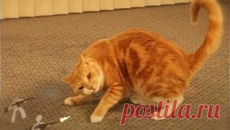 ANIMALS ARE AWESOME TOO! HUMANS / PEOPLE ARE AWESOME SPOOF - Vidinterest