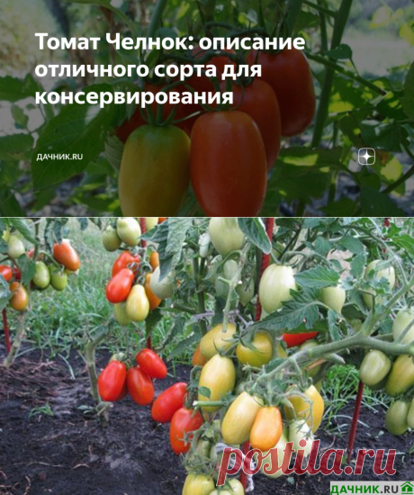 Томат Челнок: описание отличного сорта для консервирования | Дачник.RU | Яндекс Дзен