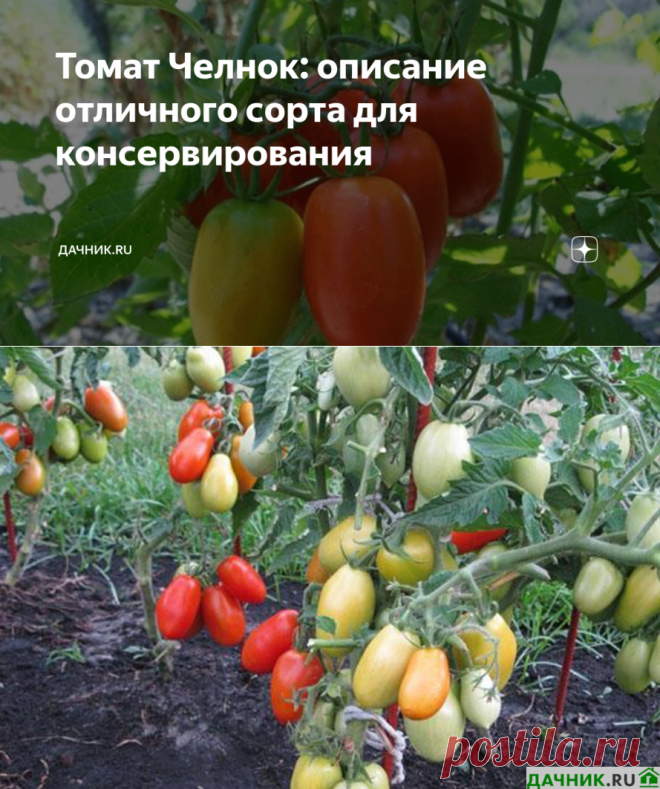Томат Челнок: описание отличного сорта для консервирования | Дачник.RU | Яндекс Дзен