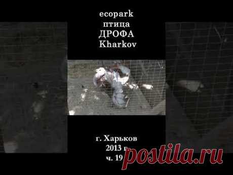 █ Птица ДРОФА ЭкоПарк Харьков / ч/ 19 / 2013 г. #shorts