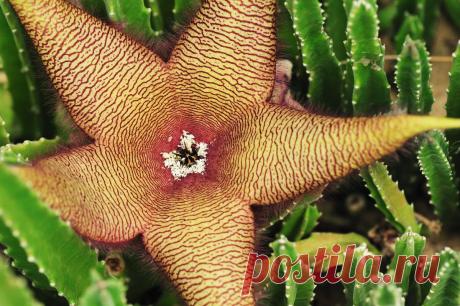 10 самых необычных комнатных растений / Домашние растения / 7dach.ru