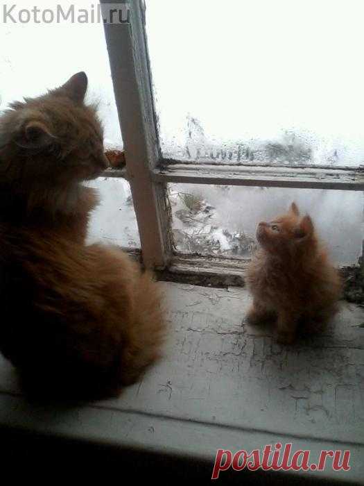 Гулять сегодня не пойдем...
