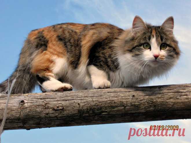 ФОТОМАСТЕРСКАЯ ПРИРОДЫ
Галина Луценко (Попова)