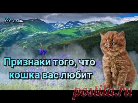 Признаки того, что кошка вас любит