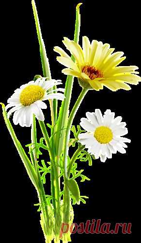 Арабские духи