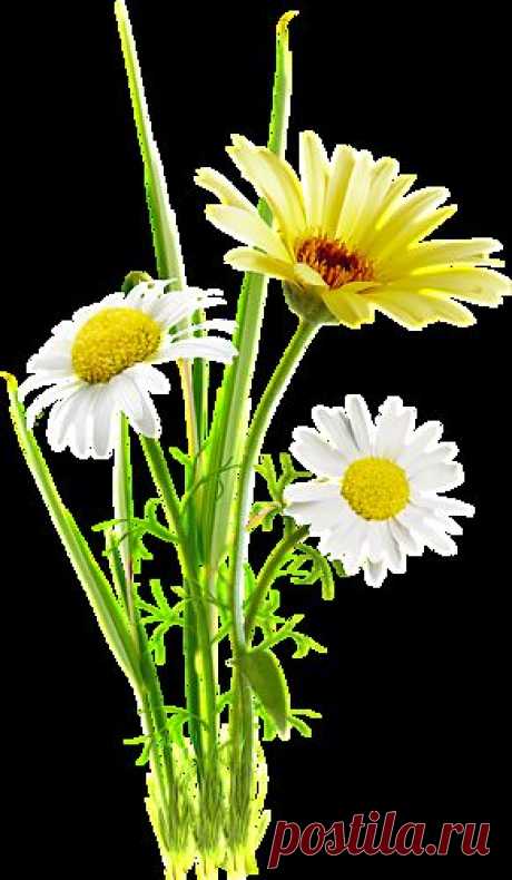 Арабские духи