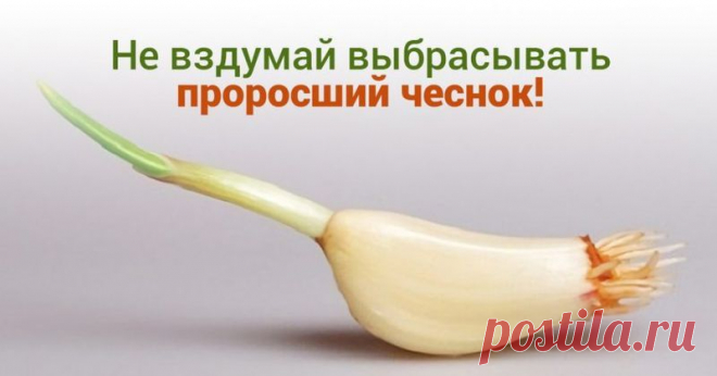 Найдена причина всех болезней суставов! Чеснок, как и лук, ближе к весне пускает корешки и зеленые ростки. Многие выбрасывают полежавший овощ, считая, что он потерял свою пользу и вкусовые качества. На самом деле это — непростительная ошибка. Чеснок, как и лук, ближе к весне пускает корешки и зеленые ростки. Многие выбрасывают полежавший овощ, считая, что […]