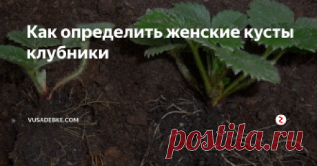Как определить женские кусты клубники Август - самое подходящее время, чтобы задуматься о будущем урожае клубники. В это время, обычно, опытные огородники занимаются клубничным грядками. Что нужно делать? Обязательно поливайте клубнику, ведь сейчас закладывается будущий урожай. И своевременно займитесь размножением кустов клубники. В этом деле нужно знать некоторые премудрости.
Для того, чтобы собирать обильный урожай, нужно убедиться
