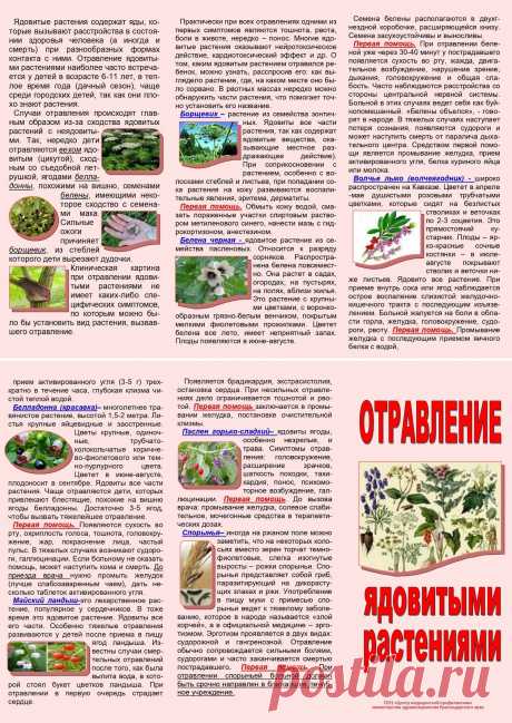 Отравление ядовитыми растениями