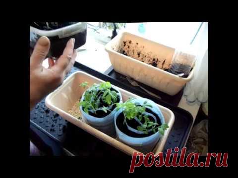 И ЗАЧЕМ ЭТО НАДО? Процесс пикировки томатов в улитку.