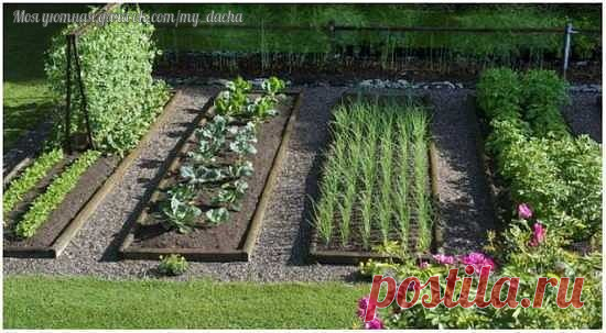 36 И 1 ХИТРЫЙ СОВЕТ ДЛЯ САДОВОДОВ И ОГОРОДНИКОВ - Садоводка